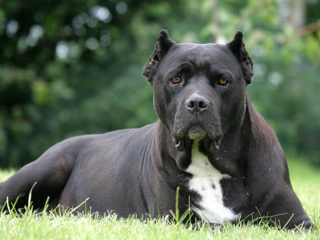 Le cane corso : un chien particulier et spectaculaire !